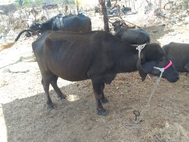 Marwadi bhinga...