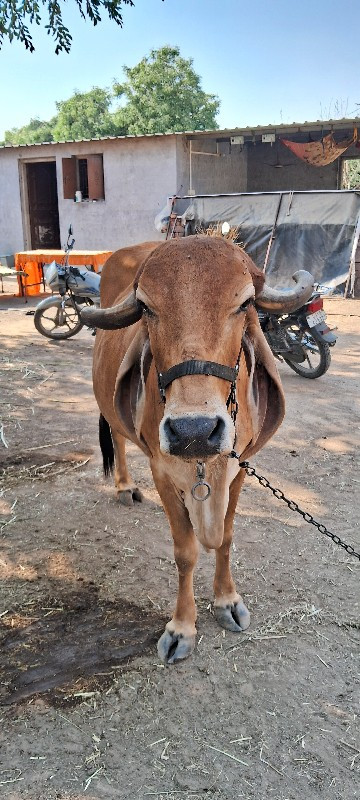 ગાય વેચવાની છે