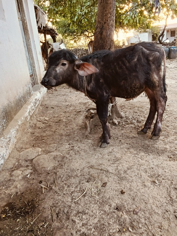 પાડો વેચવાનો છે