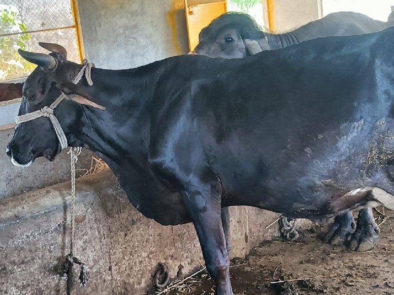 એચ એફ ગાય