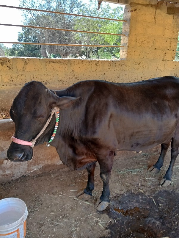 ગાય વેચવાની