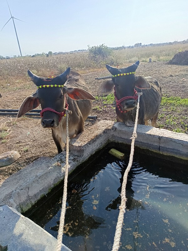 ગોઢલા વેચવાના છ...