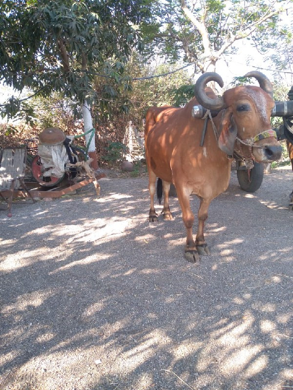 આ બળદ વેચવાના છ...