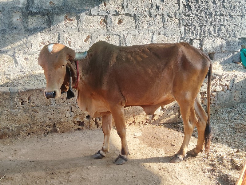 હોડકી વેસવાનીછે