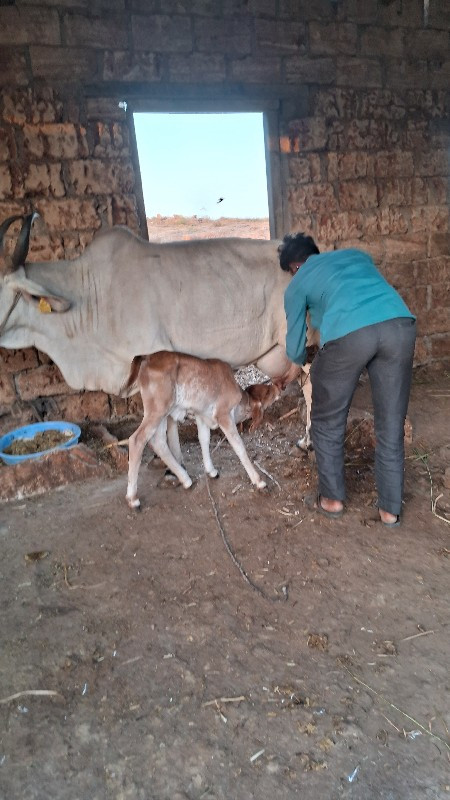 દેશી ગાય વેચવાન...