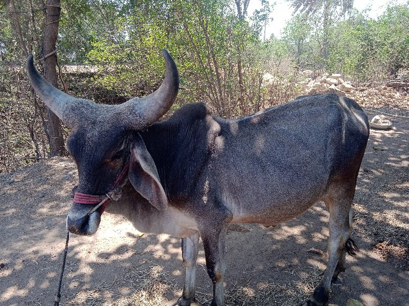 ગોઠલા વેચવાના છ...