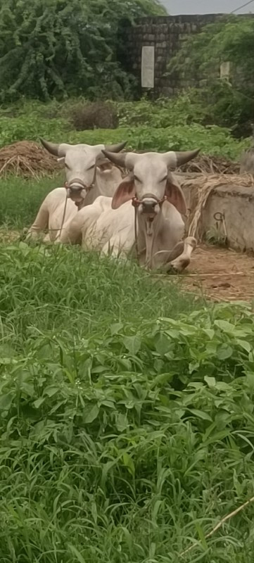 બેલડા ના ઘોઢલા...