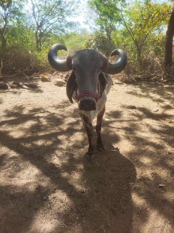 બરદ વેશવાનોછે ભ...