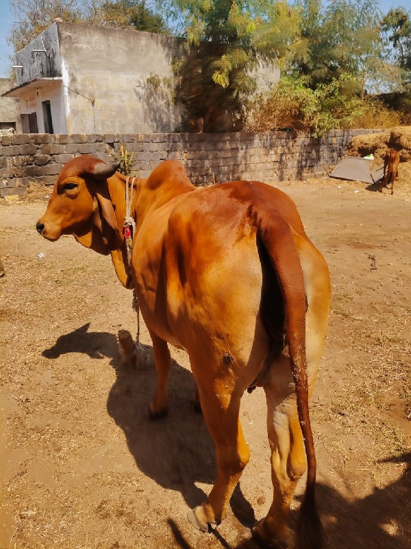 1 વેતર વીયા સે...