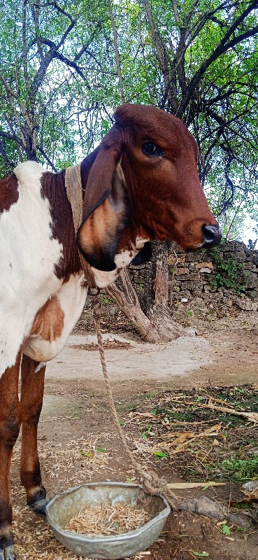 વાસણી વેસવા ની...