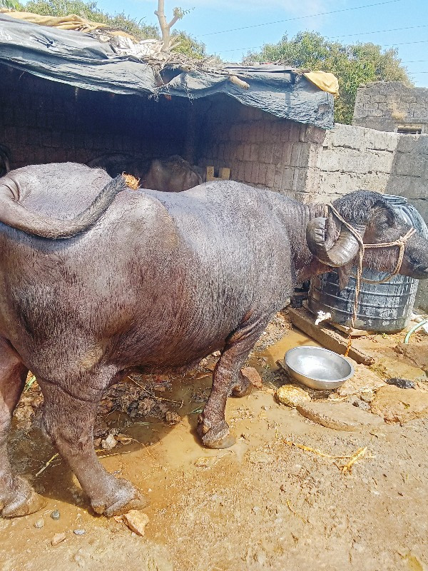 આભેસવેસવાનીસે