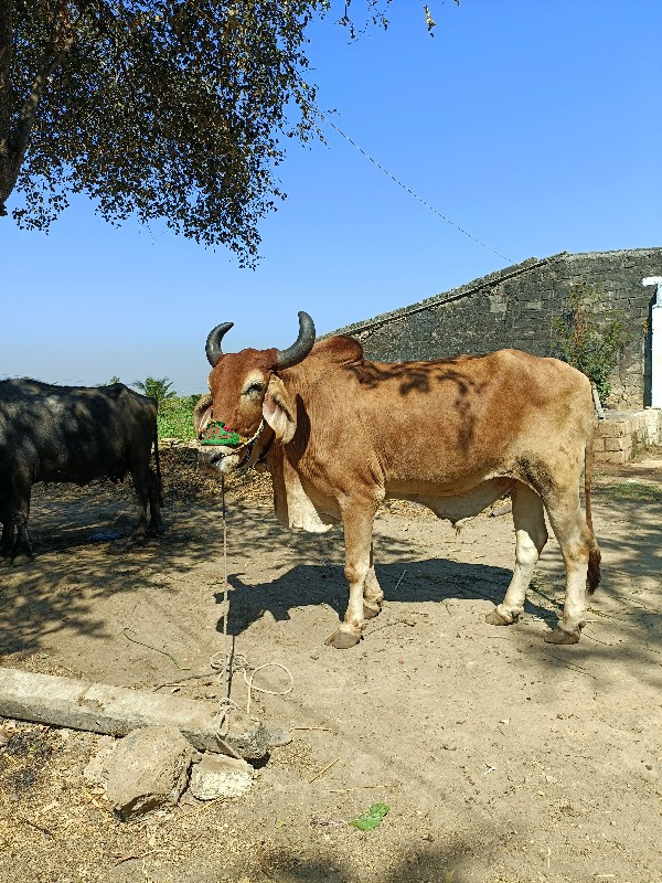 બળદ ની જોડી