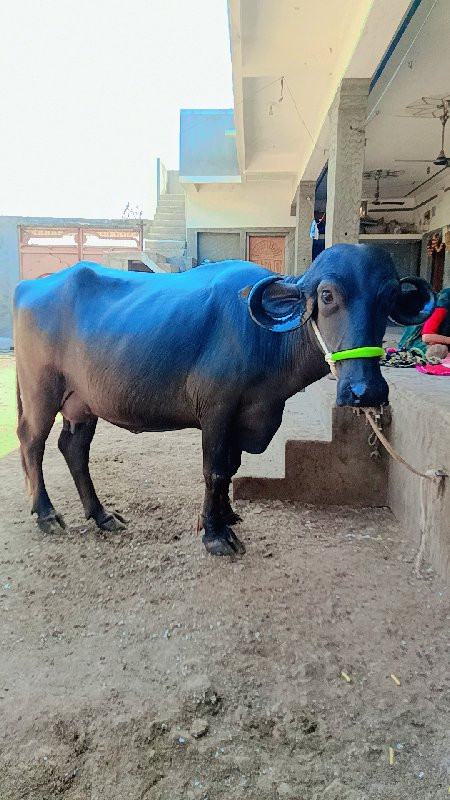 પેલું વેતર છે.