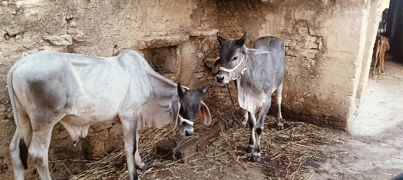 ગોધલા વેશવાના છ...