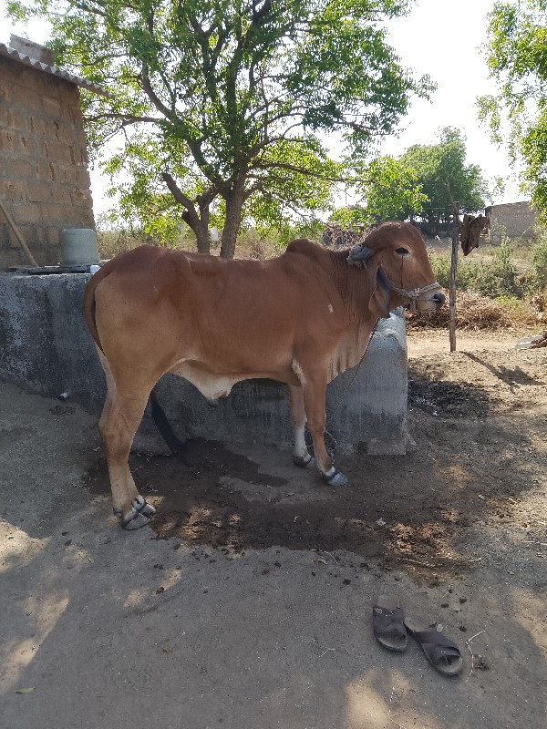 વાસળો