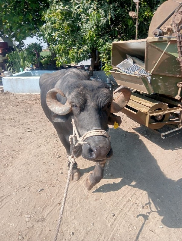 ભેંસ વેચવાની છે