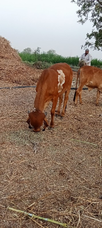 ગાય વેચવાની છે