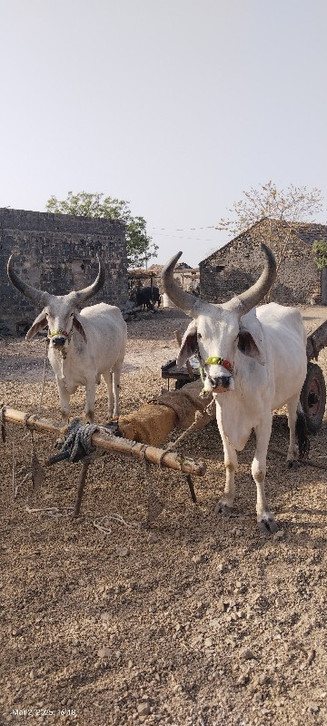 ગોઢલા વેચવાના સ...