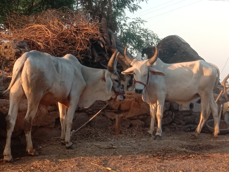 ગોડલા