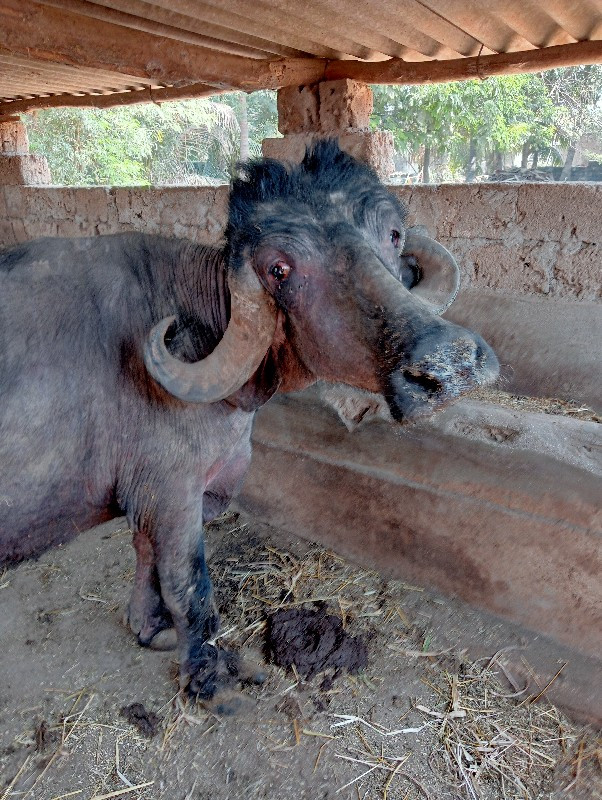 પાડી વેચવા ની છ...