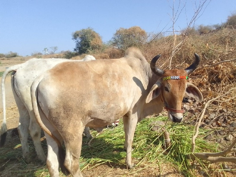 સનાળા