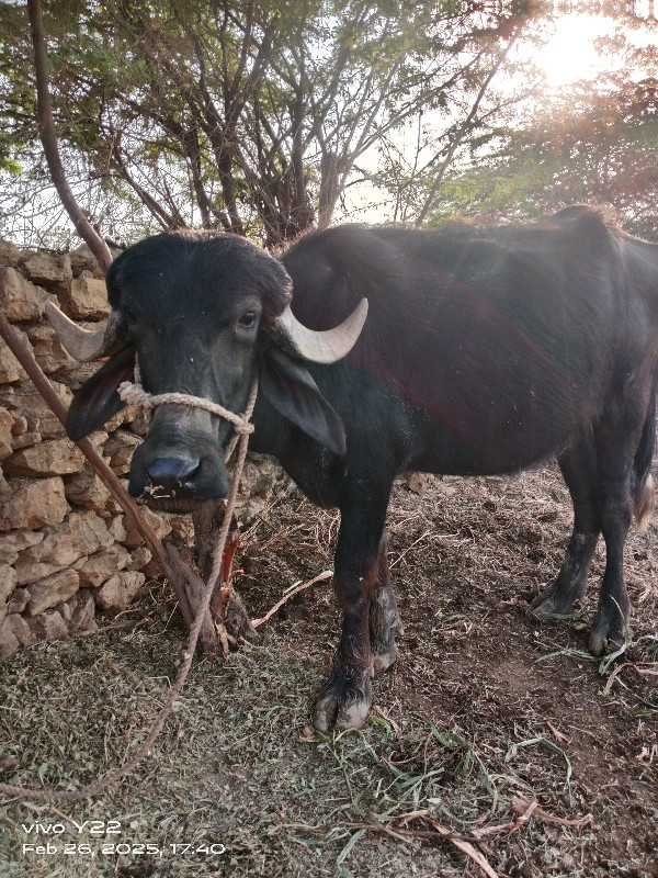 ખઢેલુ વેચવાનું...