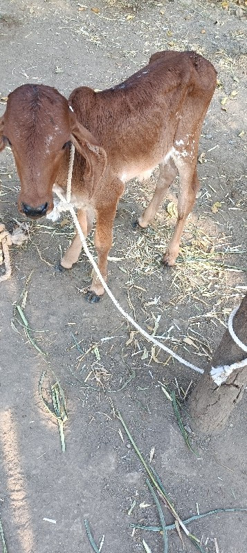 ૭ દિવસ ની વિયજન...