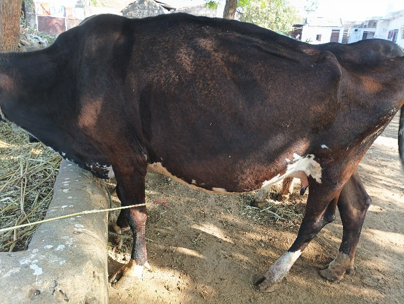 ગાય વેચવાની છે.