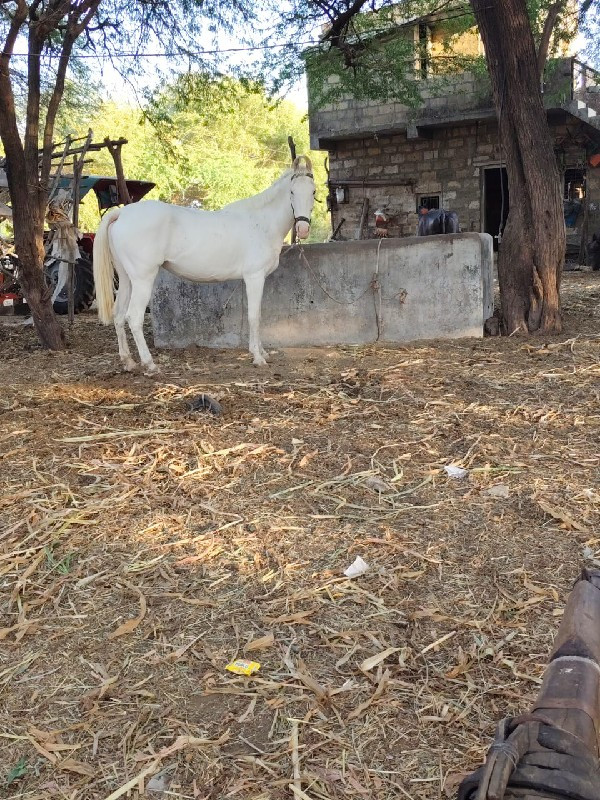 જૂનાગઢ જીલ્લો વ...