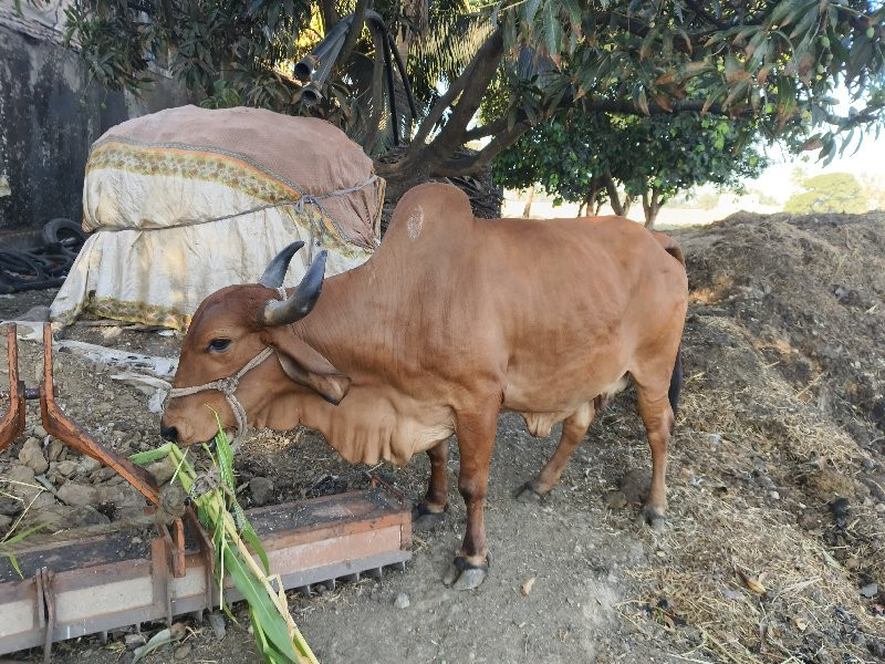 ગાય વેચવાની છે