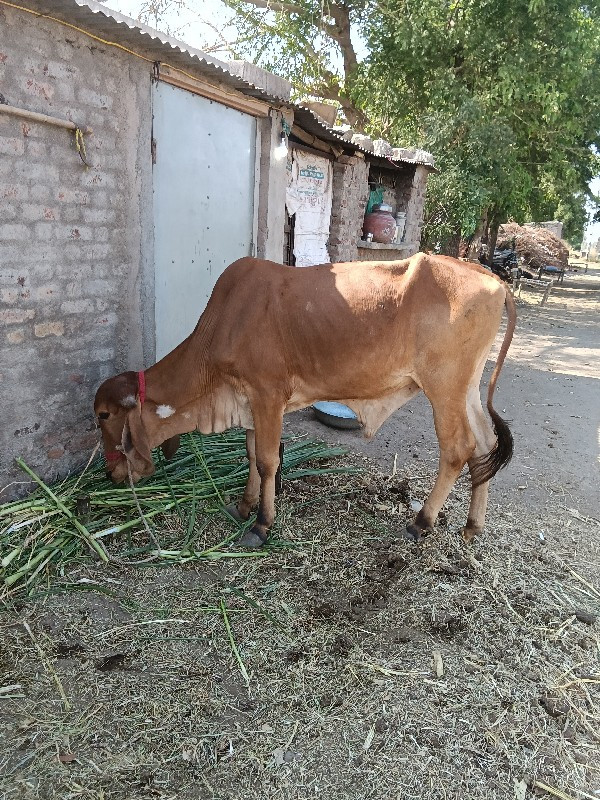 દેશી બળદ વેચવાન...