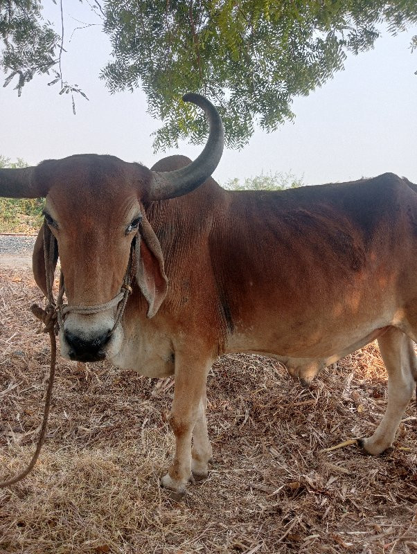 બળદ વેચવાનો છે