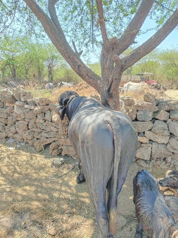 પાડો