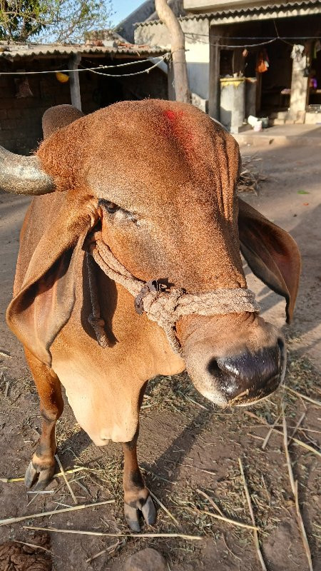 ગય વેચવાની છે