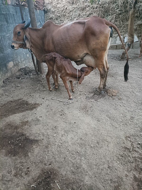 ગાય વેચવાની છે