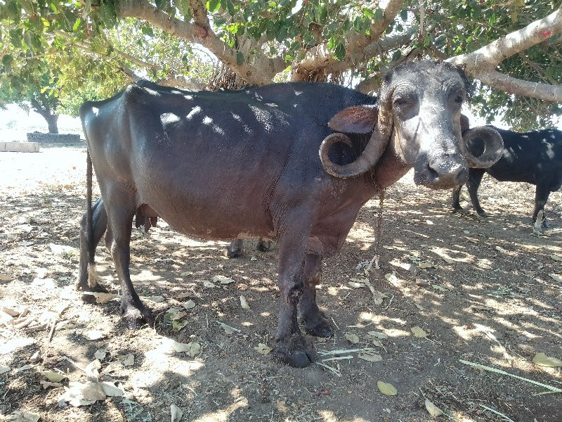 ભૅસ વૅશવાની શૅ