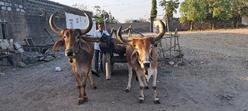 ગોઢલા વેચવાના છ...