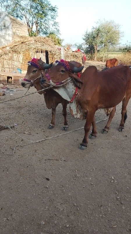 Jay bolo Dwarka