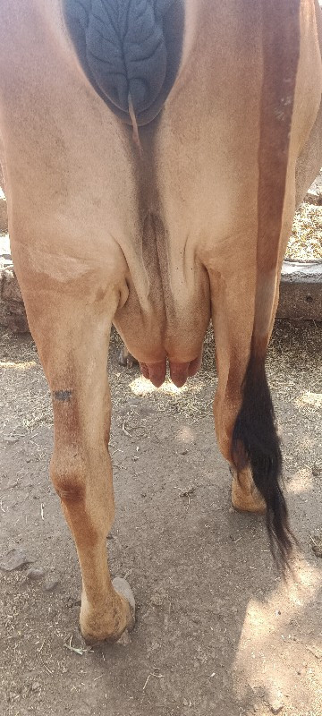 ગાય વેચવાની છે