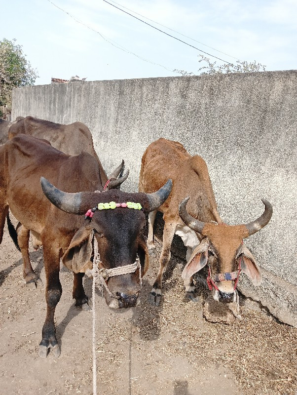 ગાડે ખાલી સાતિય...