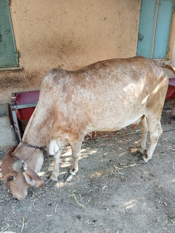 ગાય વેચવાની છે