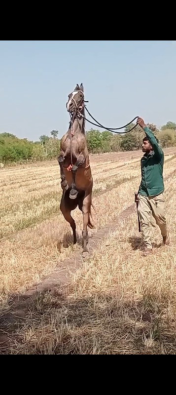 ધોડી વેસવાની છે