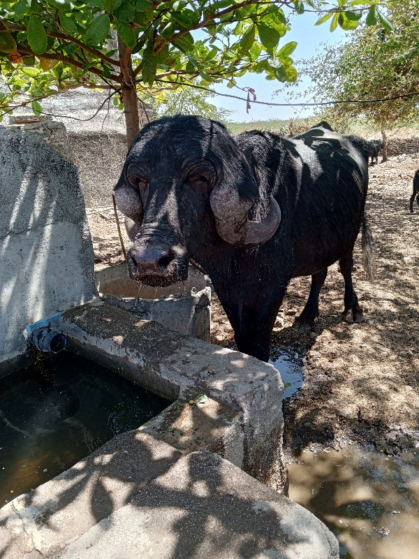 પાડો વેચવાનો છે