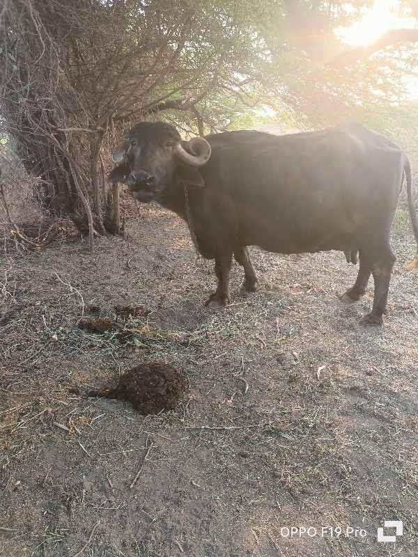 ભેસ વેસવાની છે