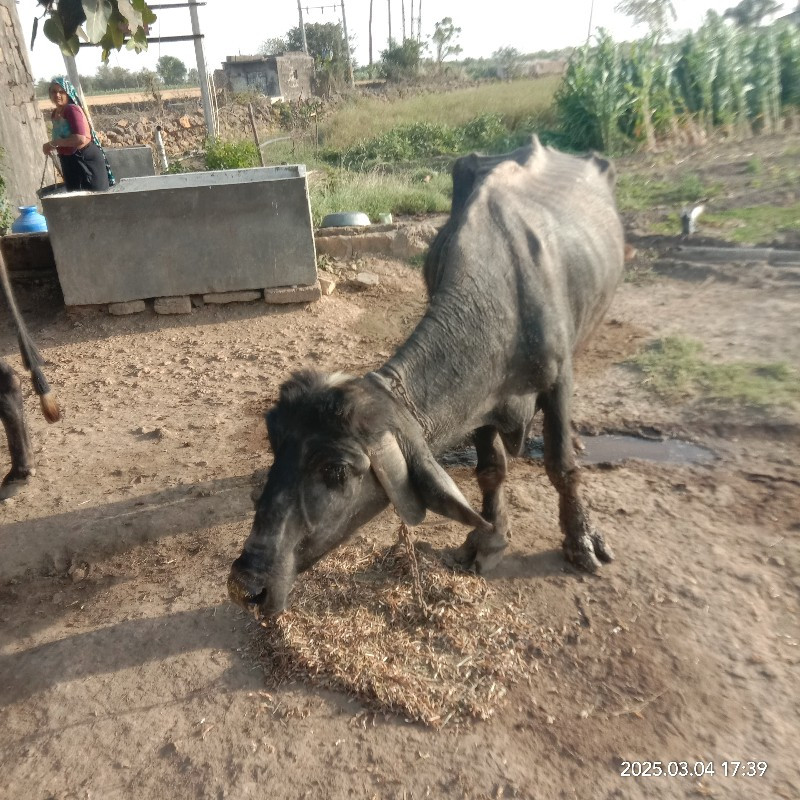 ભેસવેચવેચવાની