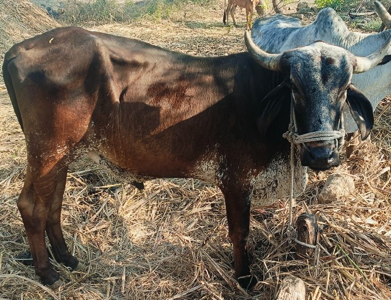 બળદ વેચવાનો છે