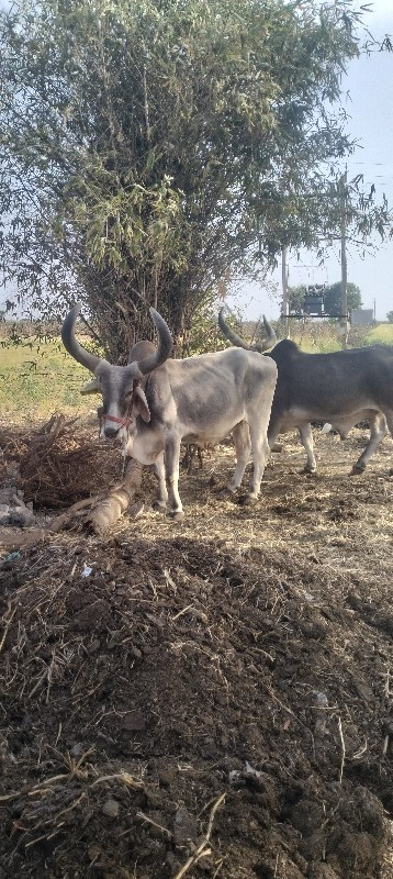 આહિર વિપુલ ભાઈ...