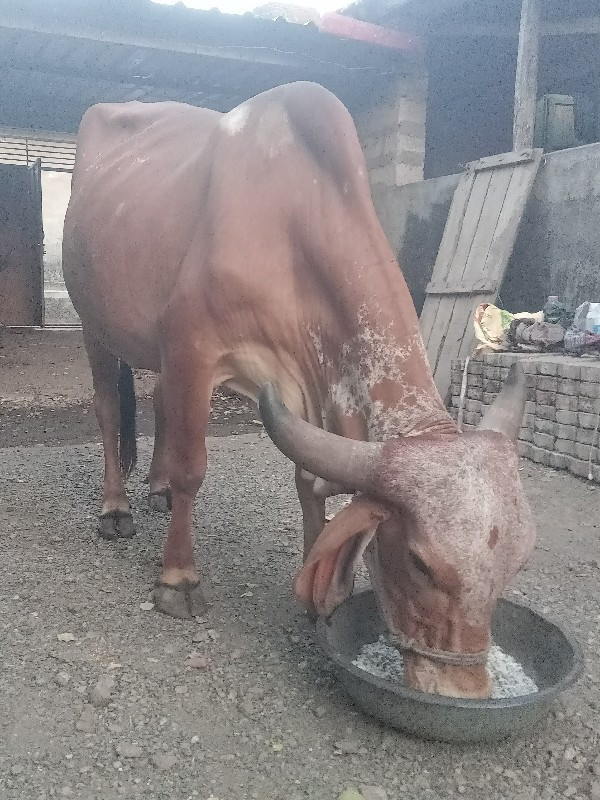 આ ગીર ગાય વેચવા...