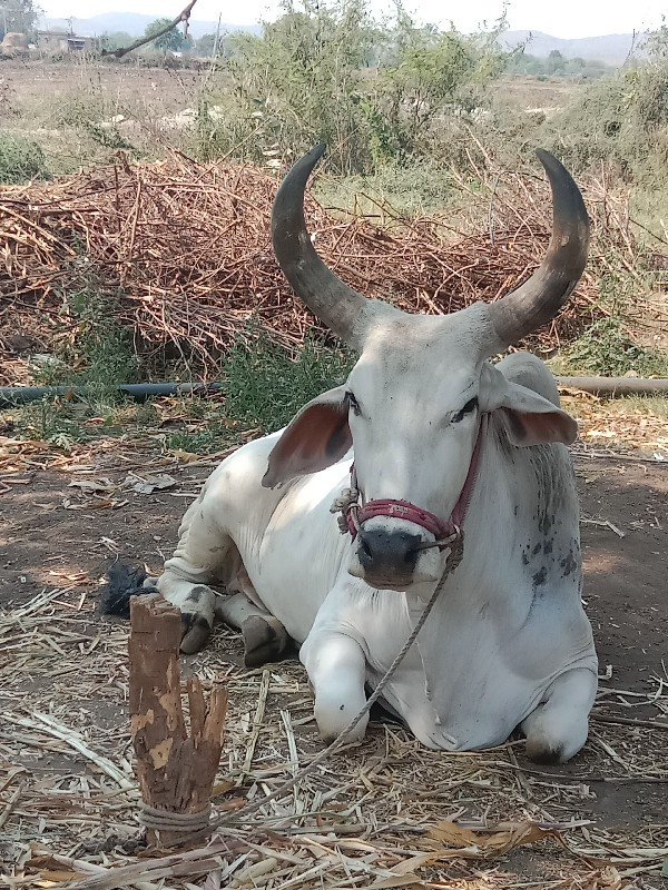 બળદ વેચવાનો છે