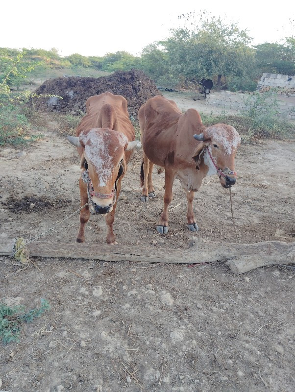 ગોધલા વેચવા છે